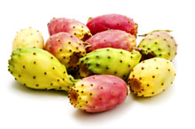 barbary fig prickly pear cactus seed oil