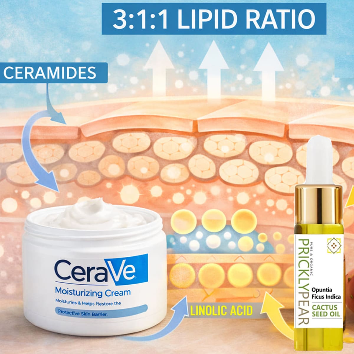 3:1:1 lipid ratio diagram showing ceramides, CeraVe moisturizing cream, and prickly pear cactus seed oil supporting skin barrier repair