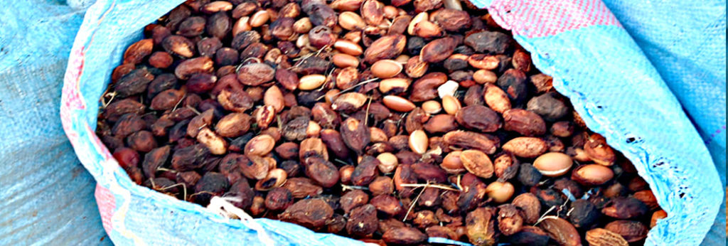 Argan Fruits Dies Husks in a Sack