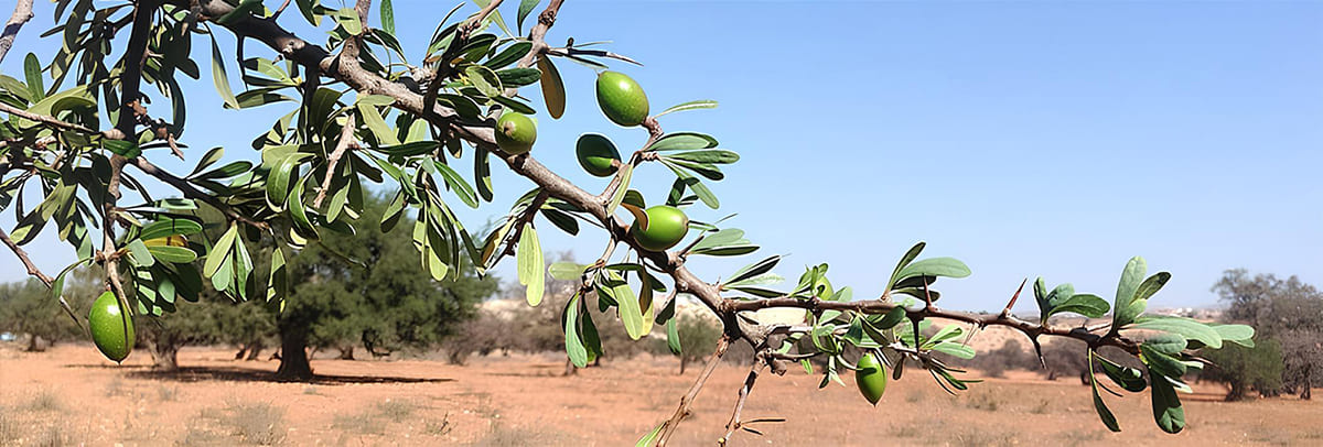 image of pale green argan fruit on tree sunny