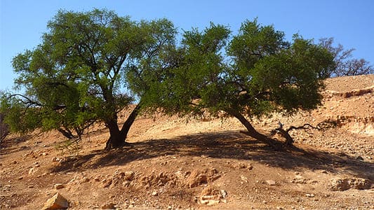 In depth Guide to Argan Oil