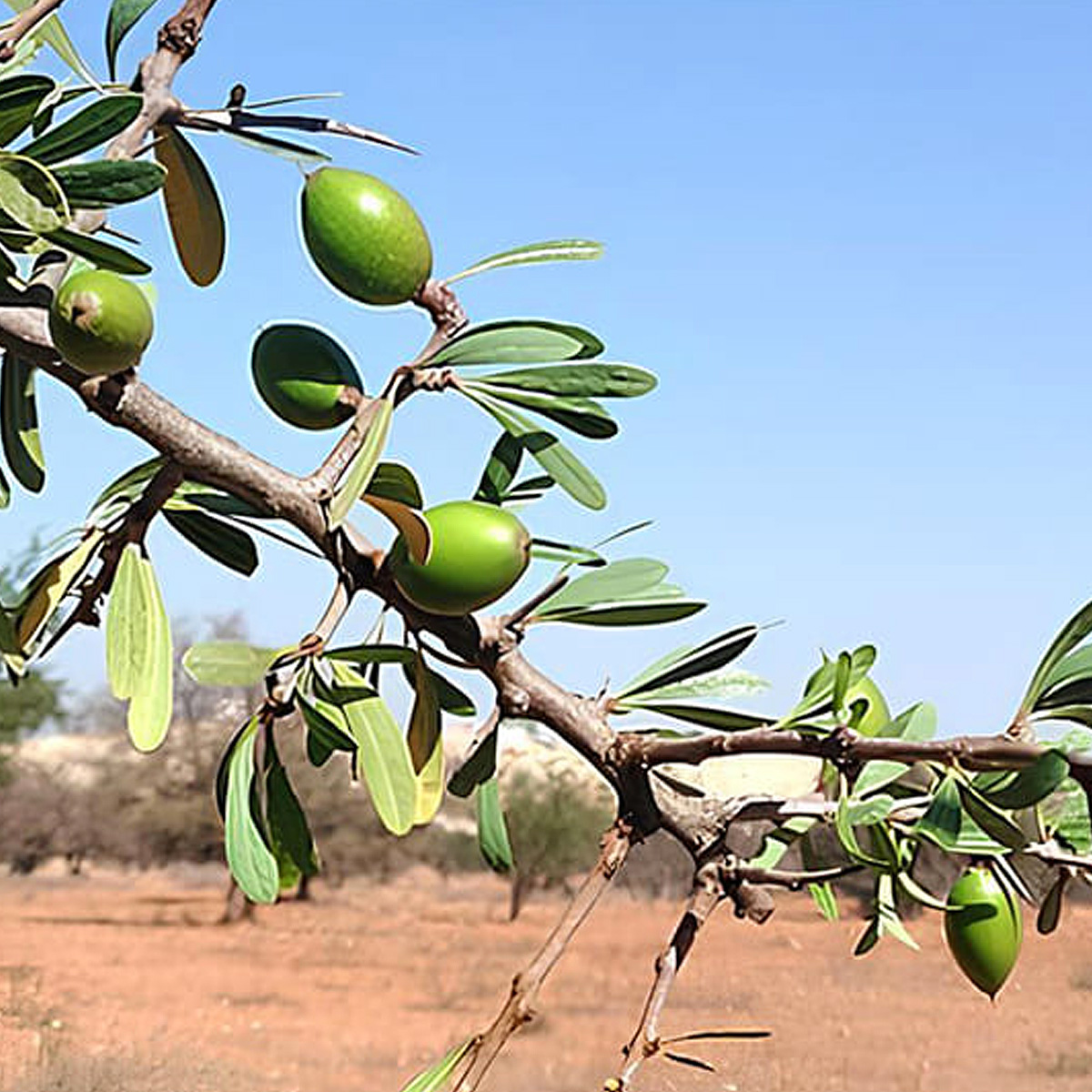 Argan tree branch with green argan fruits growing in a dry Moroccan landscape