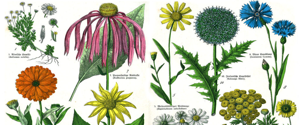 natural arthritis herbs and plants