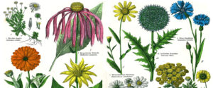 natural arthritis herbs and plants