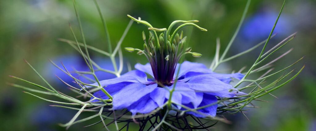 Black Seed Oil Flower