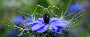 Black Seed Oil Flower