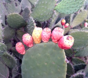 cactus-plant-close-3 cactus-plant-close-3