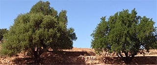 image link to article about nutrients and chemistry of argan oil