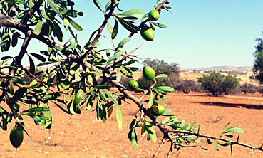 Argan Oil effects for Diabetes Argan Oil effects for Diabetes