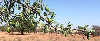 image link to article about production of argan oil