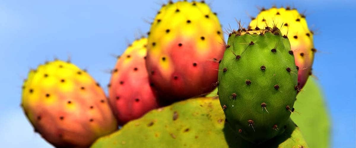 Prickly Pear Seed Oil