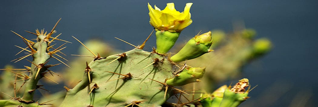 Prickly Pear Oil - 32ml Organic, Pure Cactus Seed Oil