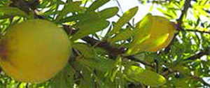 argan oil smell